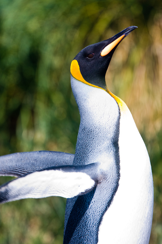 King Penguin